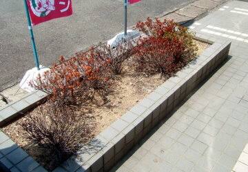 花壇植え替え致します 堺市で造園 盆栽のことはシーズングリーン庭店へ